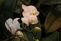 Phalaenopsis   024